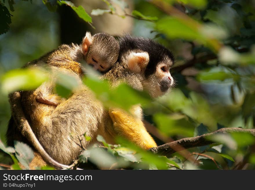 Squirrel Monkey With Young