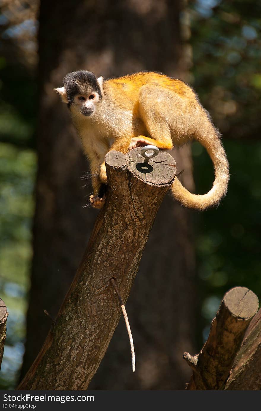 Squirrel Monkey In Tree