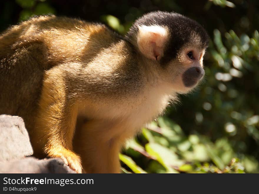 Bolivian squirrel monkey in tree waiting for food