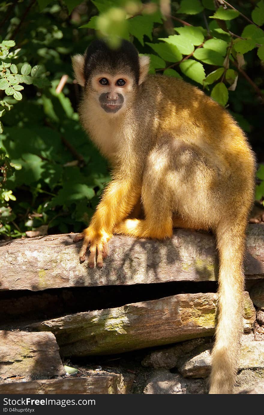 Bolivian squirrel monkey in tree waiting for food