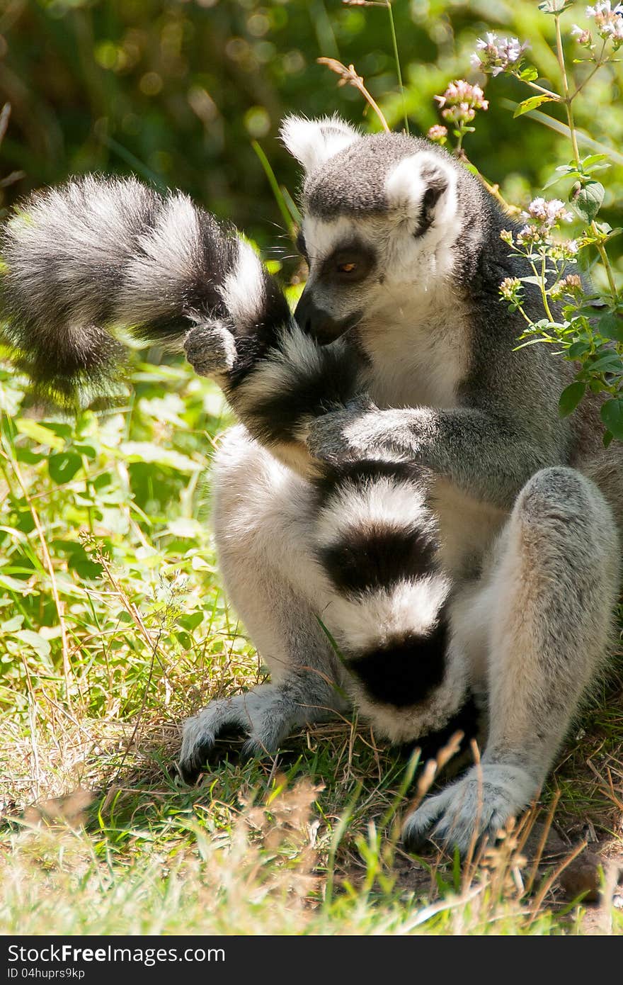 A ring-tailed lemur maintains its long tail