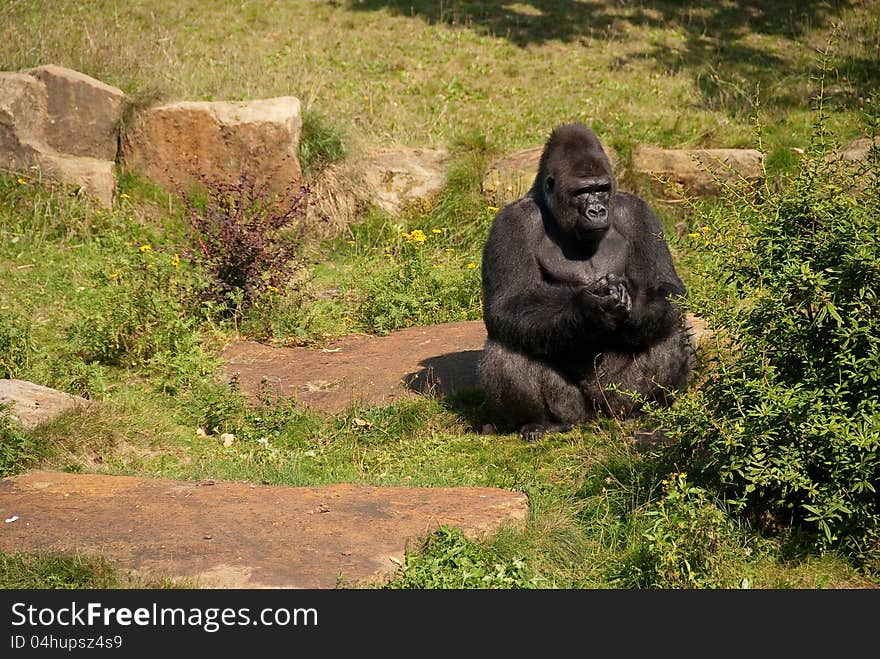 A gorilla sitting in the sun on a rocky ground