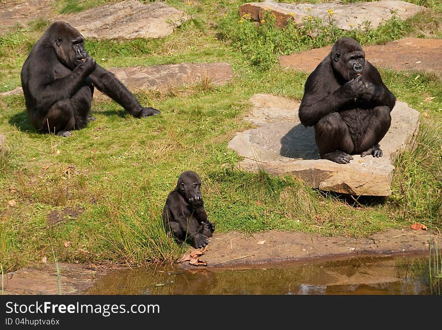 A gorilla family eating in the sun on a rocky ground