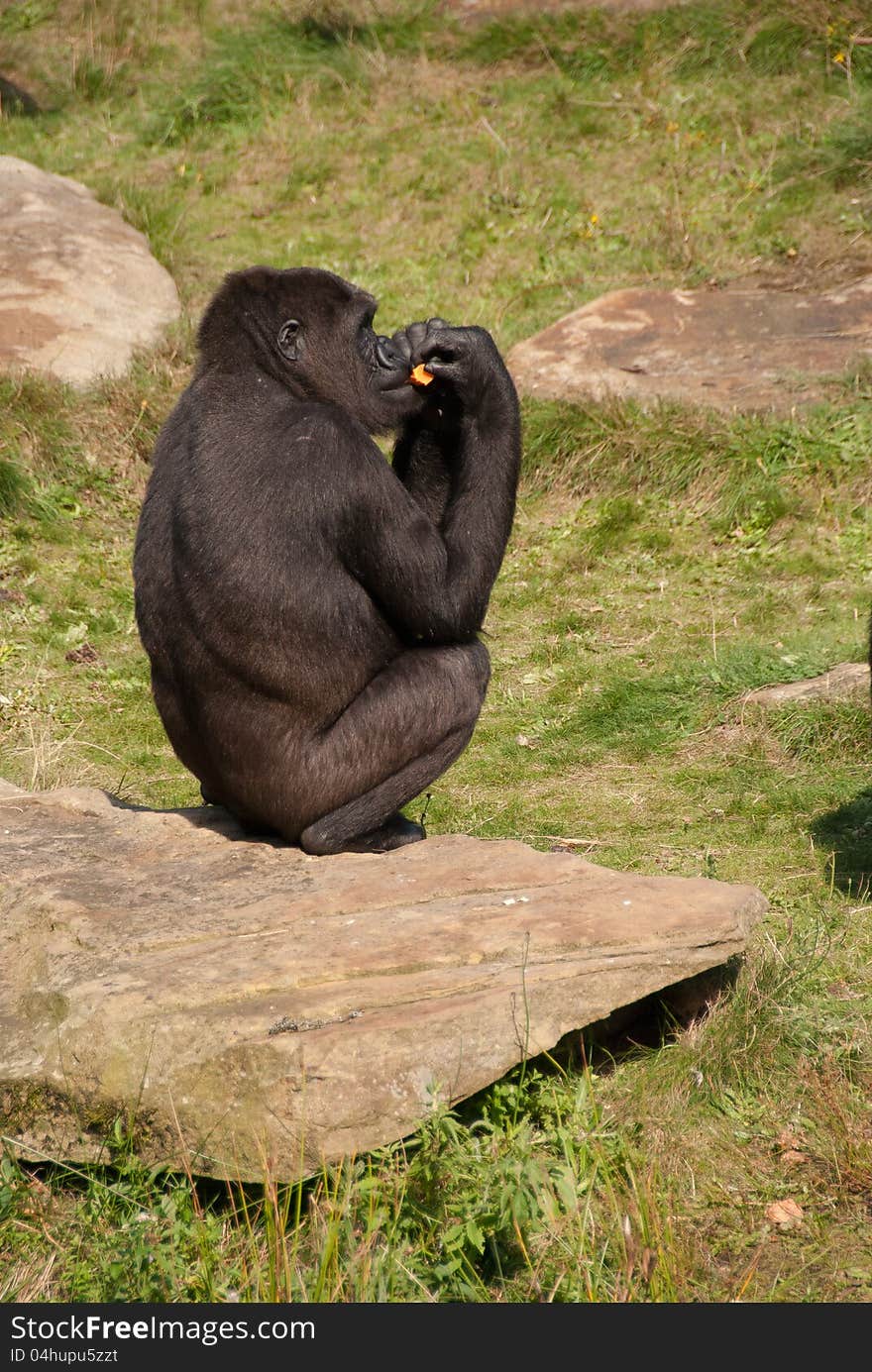 Eating Gorilla