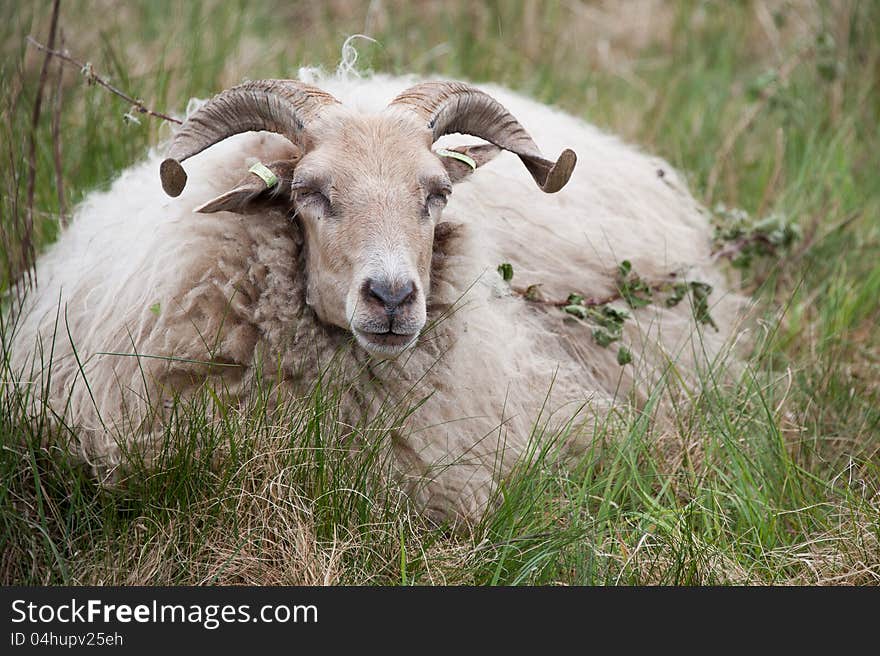 A male sheep ruminating on the grass