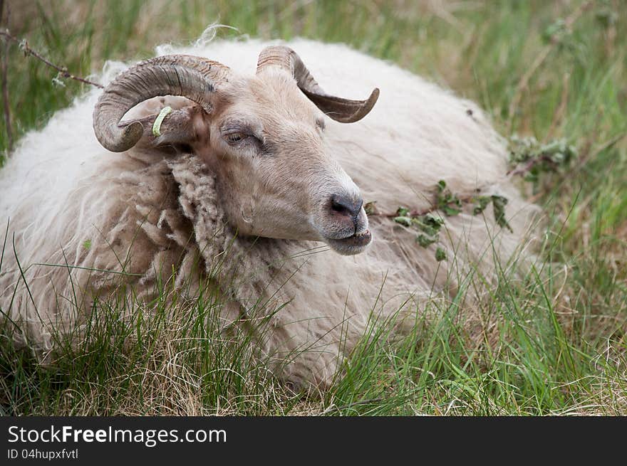 A male sheep ruminating on the grass