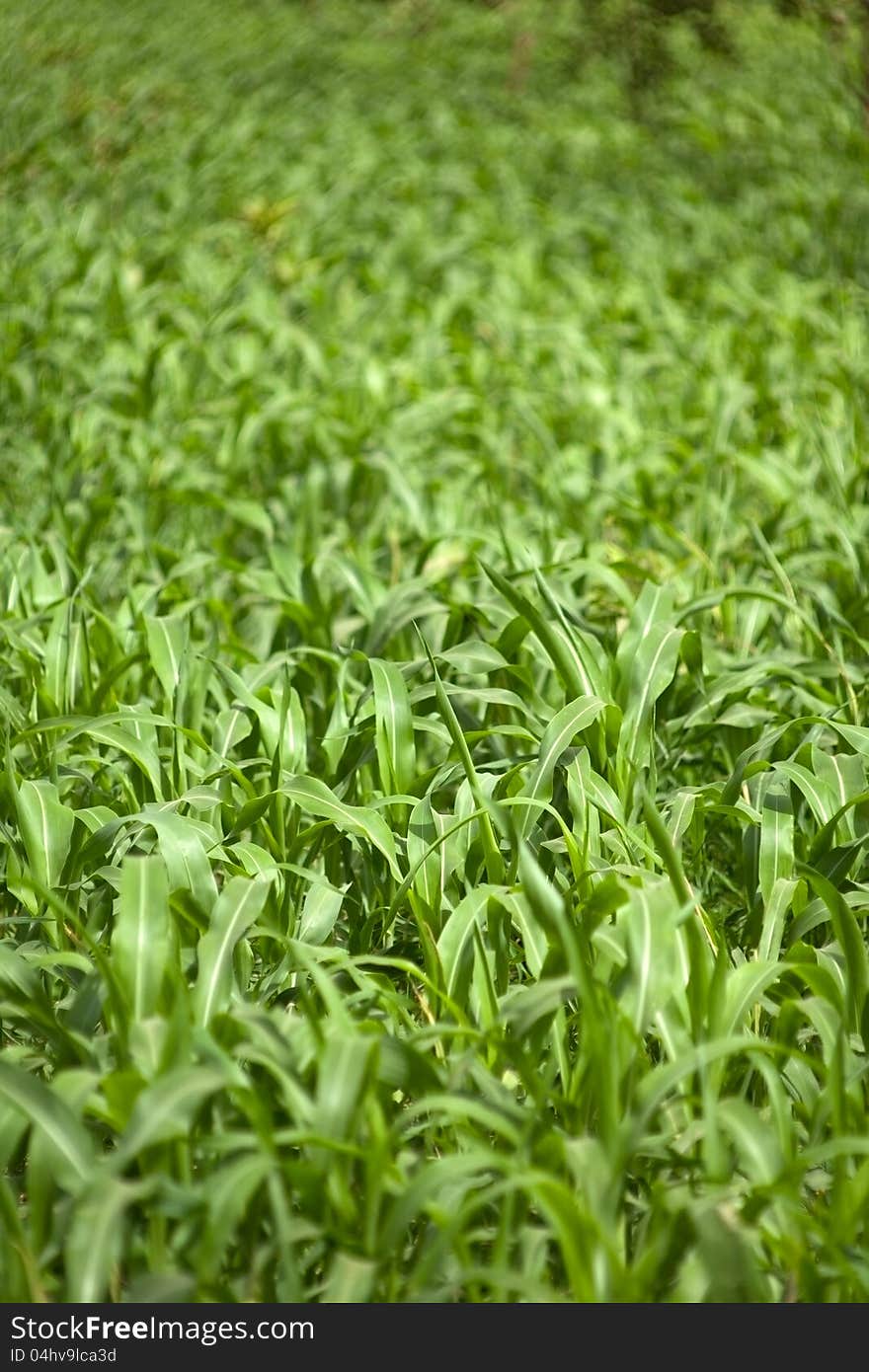 Corn field in sunlight