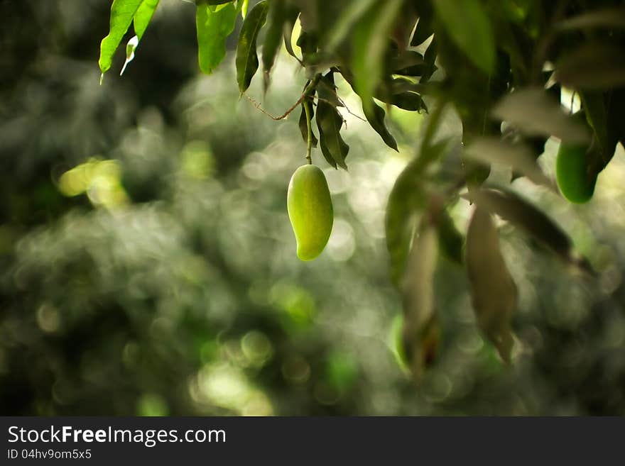 Green bunch of mangoes on  tree focus on single mango. Green bunch of mangoes on  tree focus on single mango