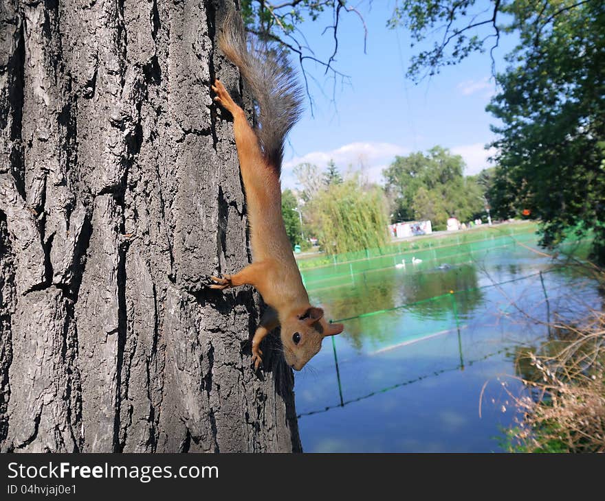 The photo of one of squirrels zhivushchey in park of Saratov. The photo of one of squirrels zhivushchey in park of Saratov.