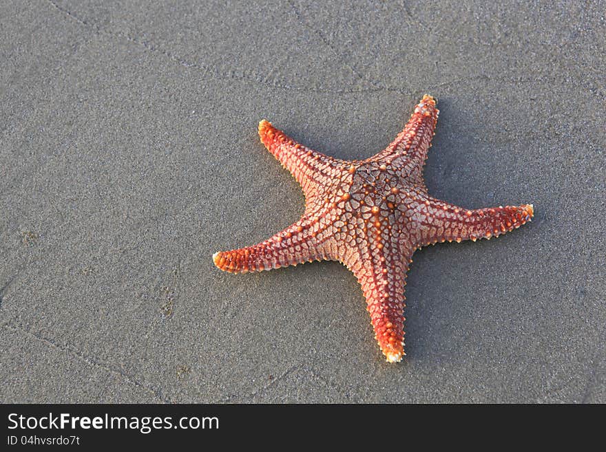 Starfish on a wet beach sand