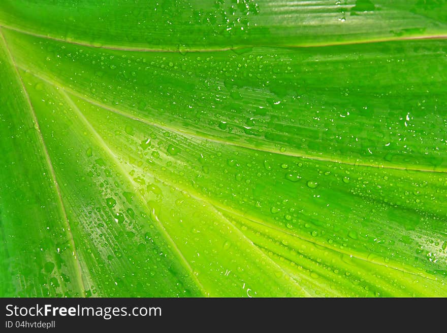 Water drops on fresh green leaves