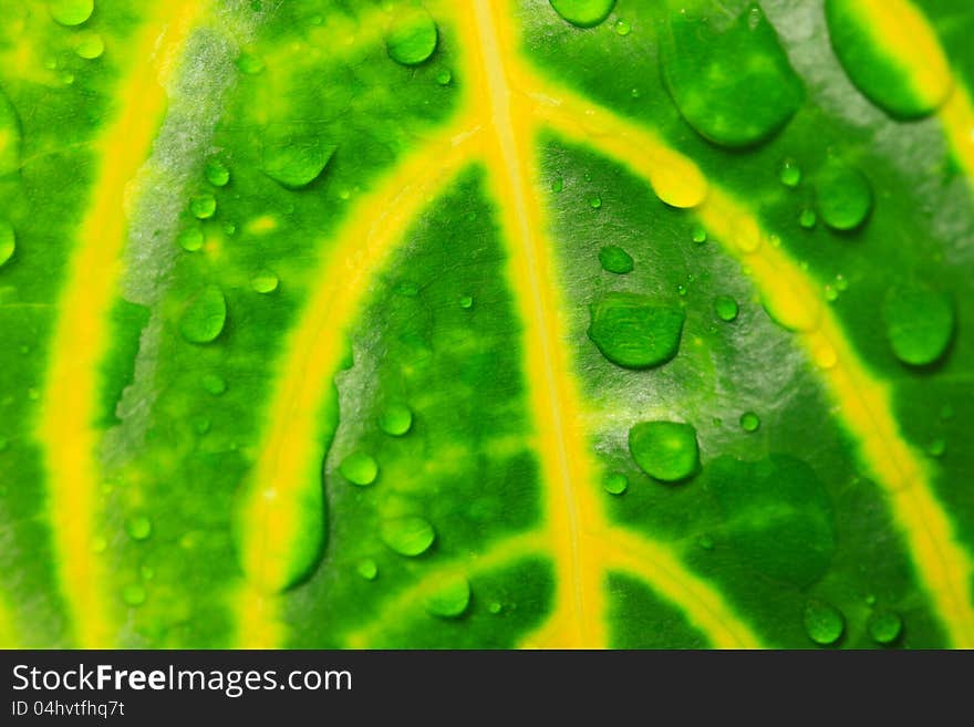 Water Drops And Green Leaves