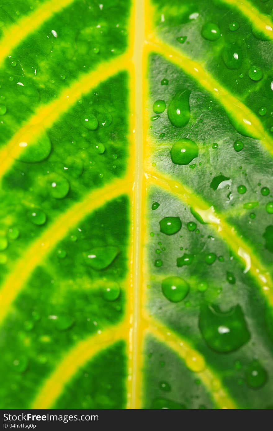 Water drops and green leaves