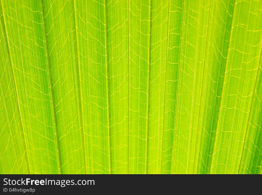 Macro Leave palm tree for background