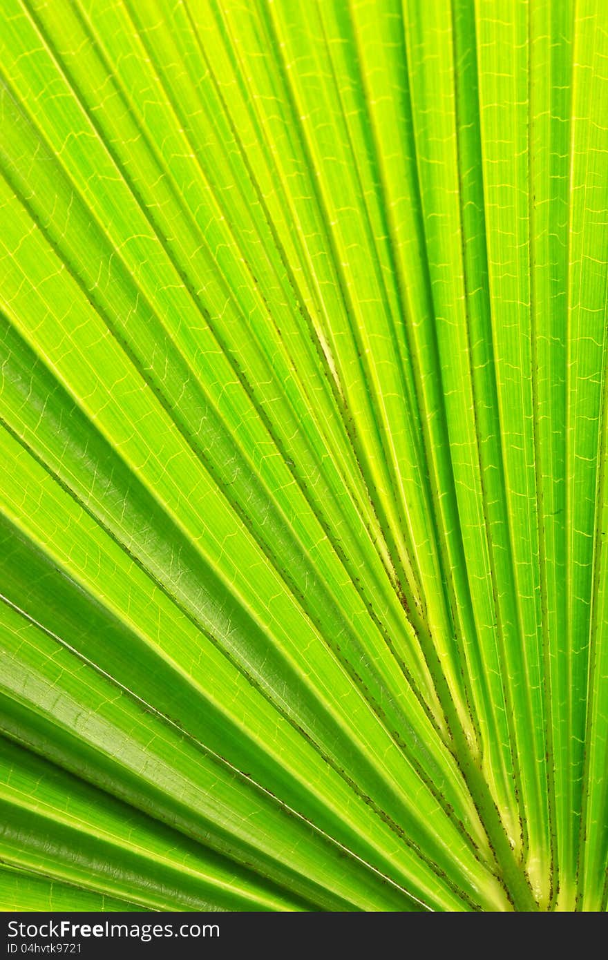 Tropical leaves palm for background. Tropical leaves palm for background