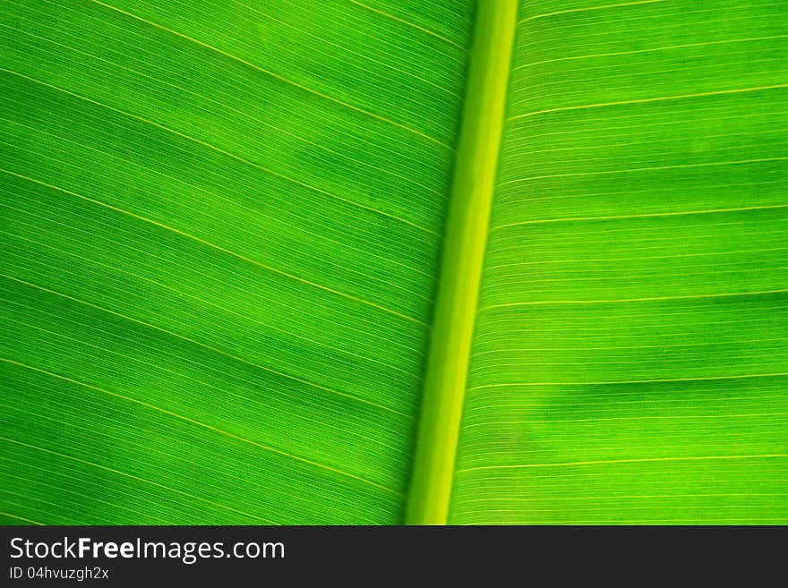 Close up banana leaf for background