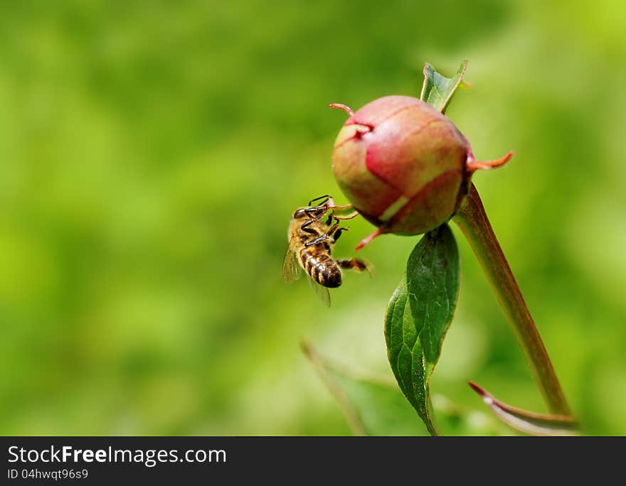 Bee on the bud of peony.