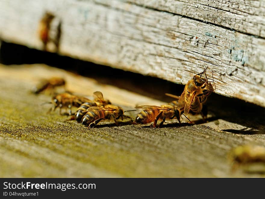 Bees at the beehive entrance. Bees at the beehive entrance.