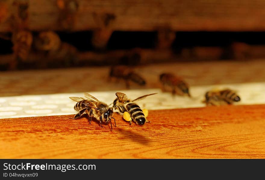 Bees at the entrance.