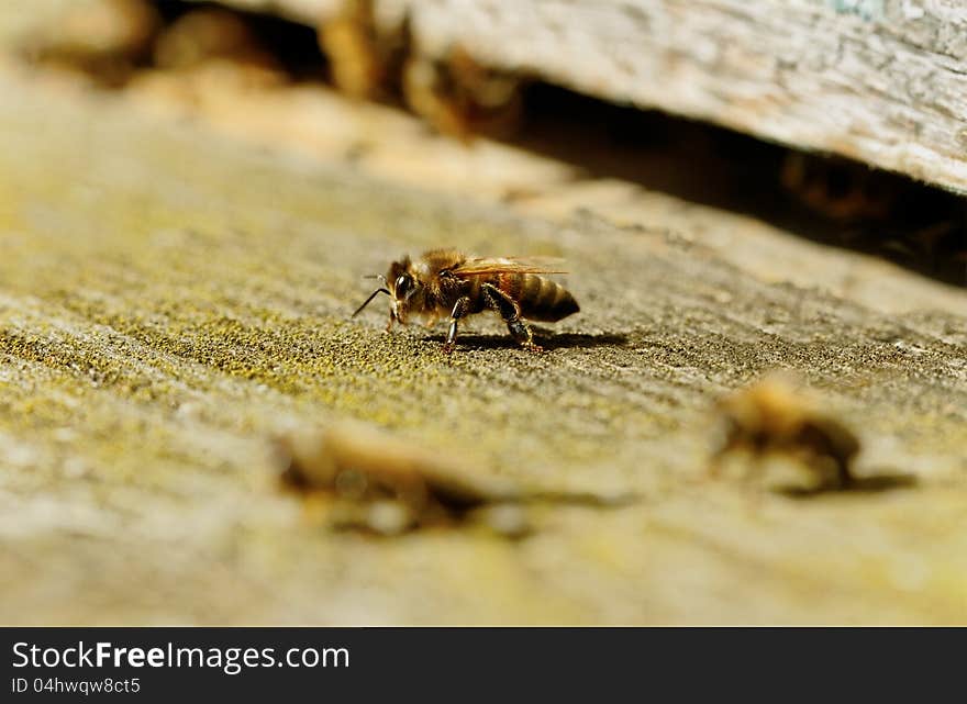 Bees going to the work.