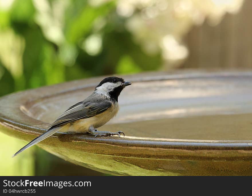 Black-capped chickadee, Poecile atricapilla, on a bird bath