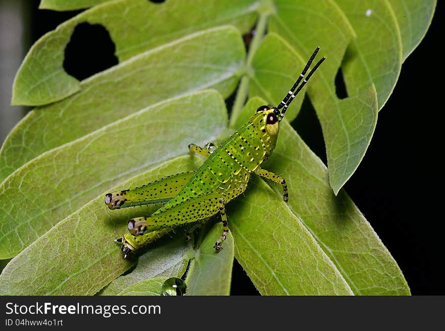 The young grasshopper was found in my back yard. The young grasshopper was found in my back yard