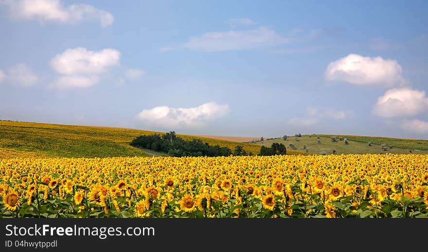 Sunflowers