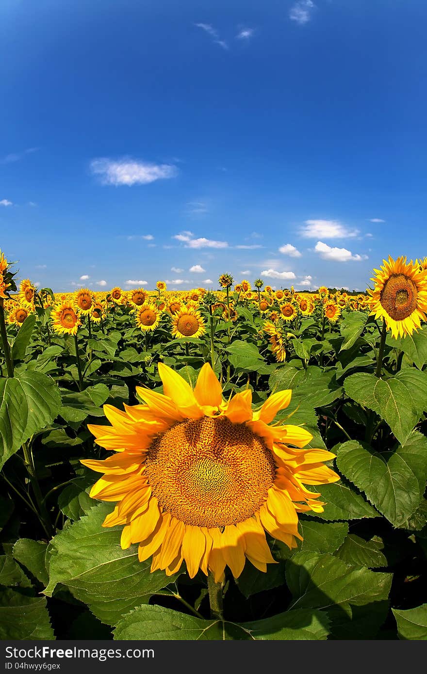 Sunflower in the foreground. The sky and clouds. Sunflower in the foreground. The sky and clouds.