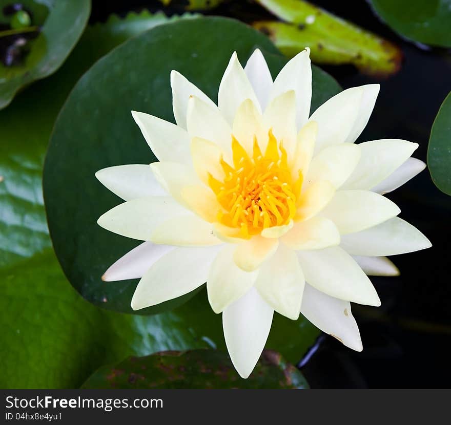 The white lotus.