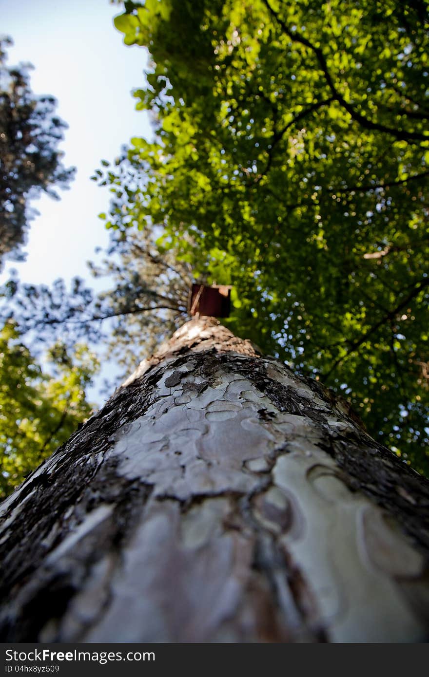 Tree bark with treetop on sunny day