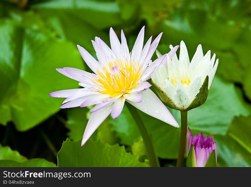 Lotus in the outdoor pool. Lotus in the outdoor pool.