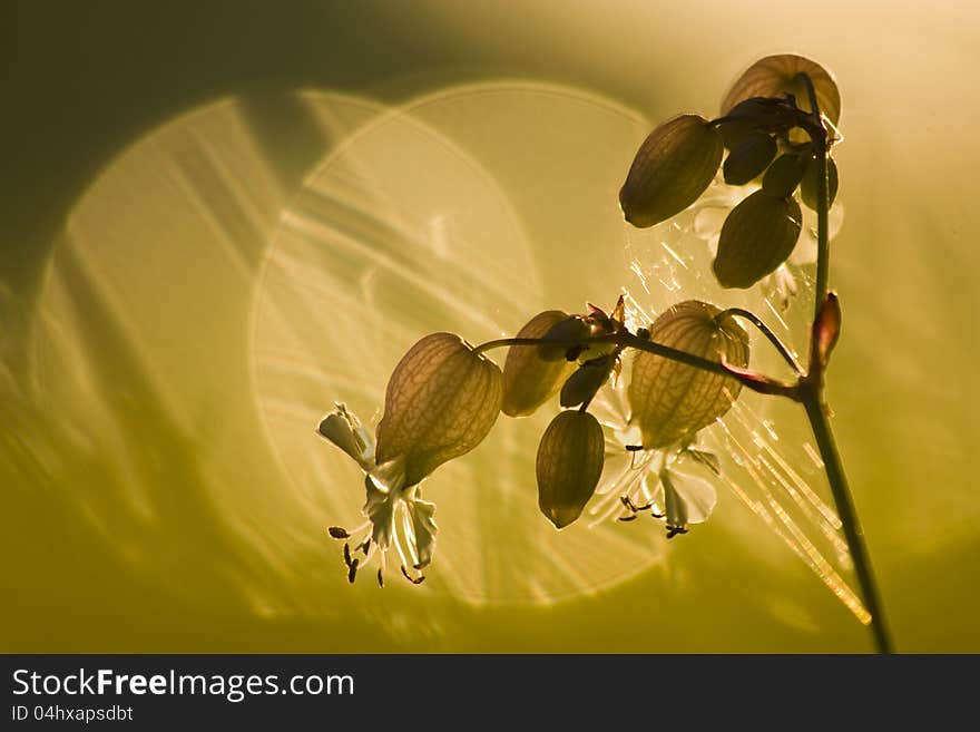 Silene bloated on a yellow background with two circles. Silene bloated on a yellow background with two circles