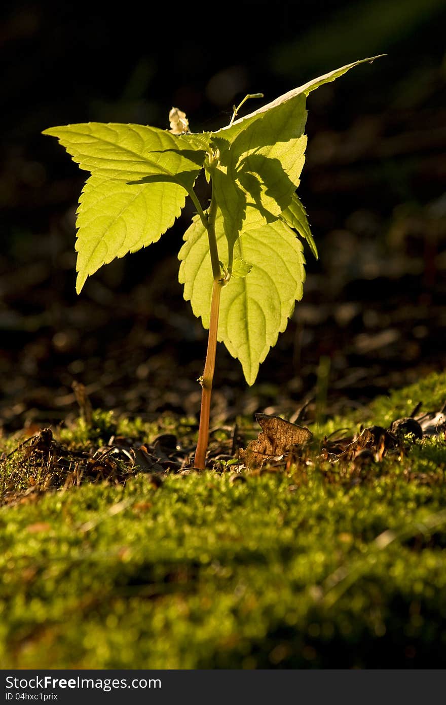 Poisonous plant backlit with green moss. Poisonous plant backlit with green moss