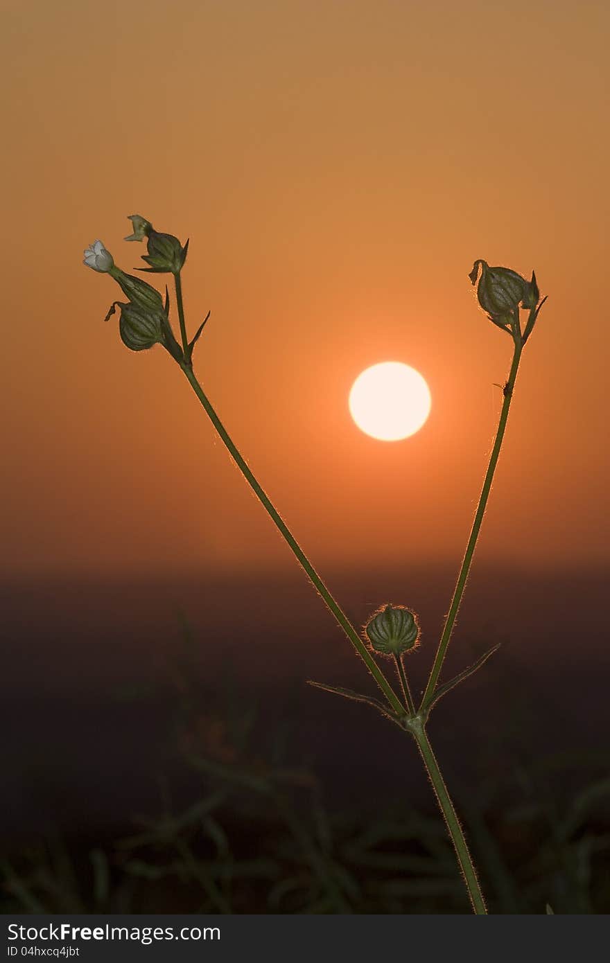 Herb with white flowers at sunset. Herb with white flowers at sunset