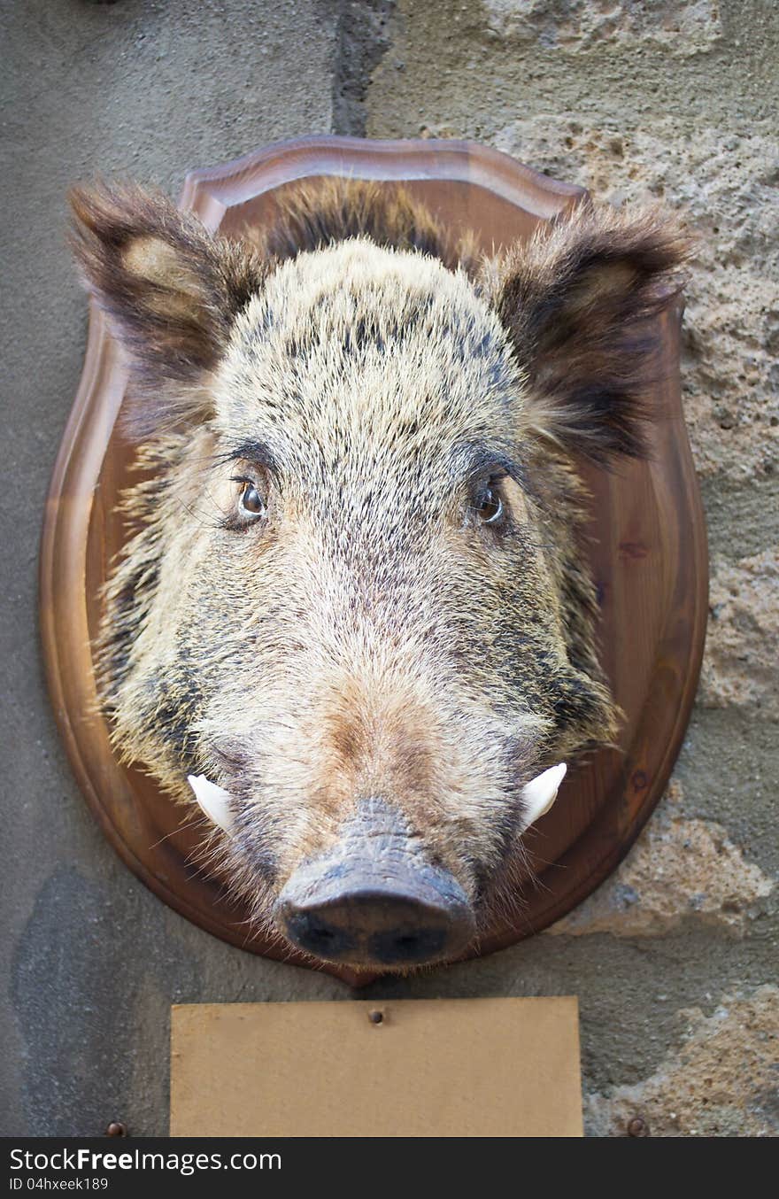 Wild boar head taxidermy on stone wall. Small empty sign for your text