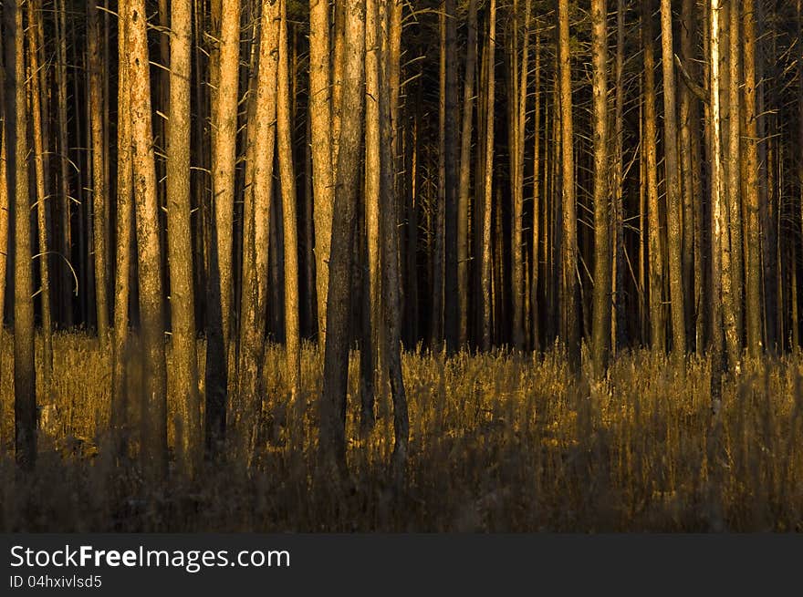 Pine trees at sunset, forest summer. Pine trees at sunset, forest summer