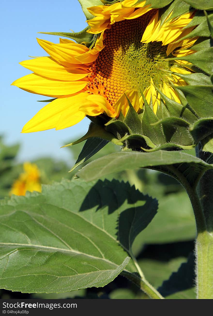 Opening sunflower in the field against blue sky