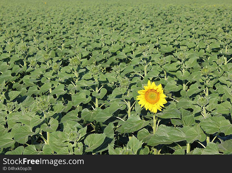 The first blooming sunflower in the field