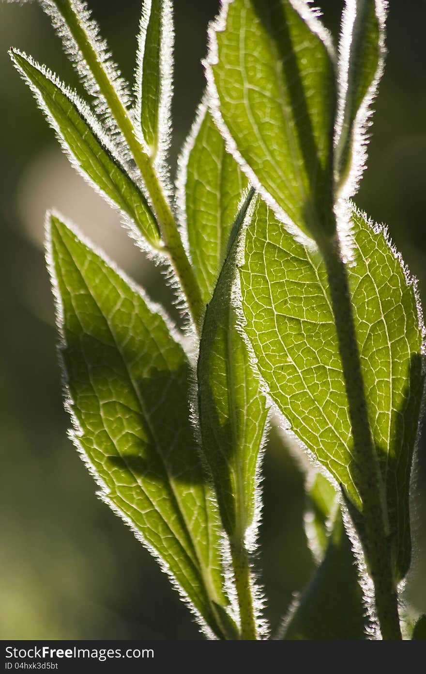 Leaves backlit