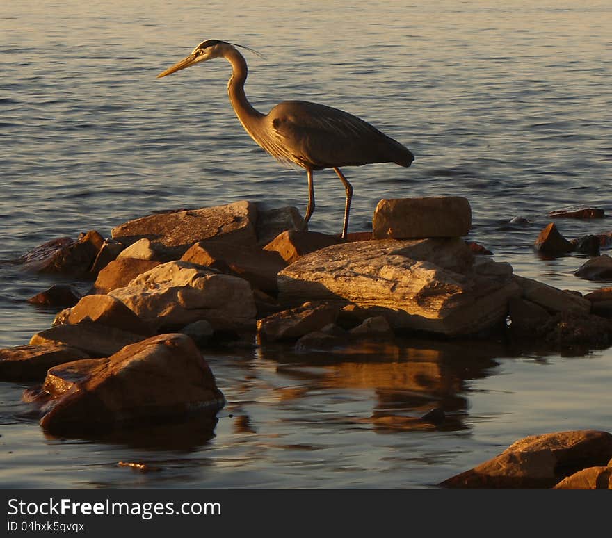 Great Blue Heron