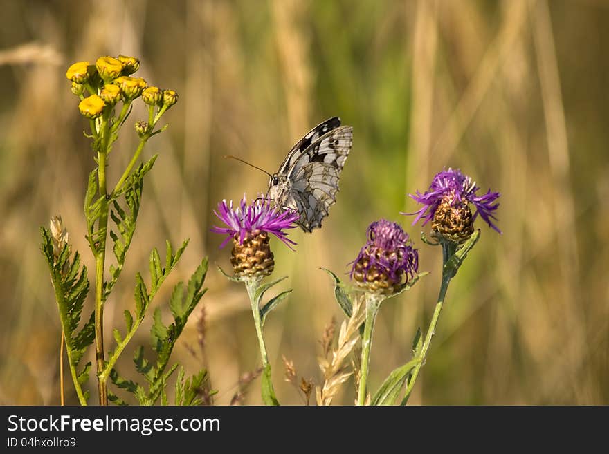 Butterfly sitting on cornflower meadow. Butterfly sitting on cornflower meadow