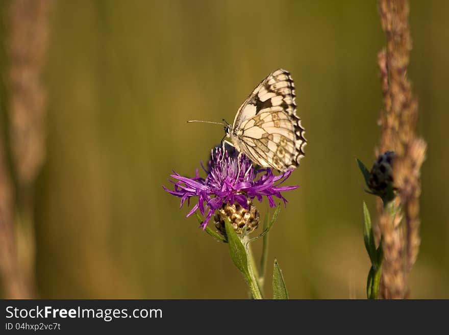 Butterfly sitting on cornflower meadow. Butterfly sitting on cornflower meadow