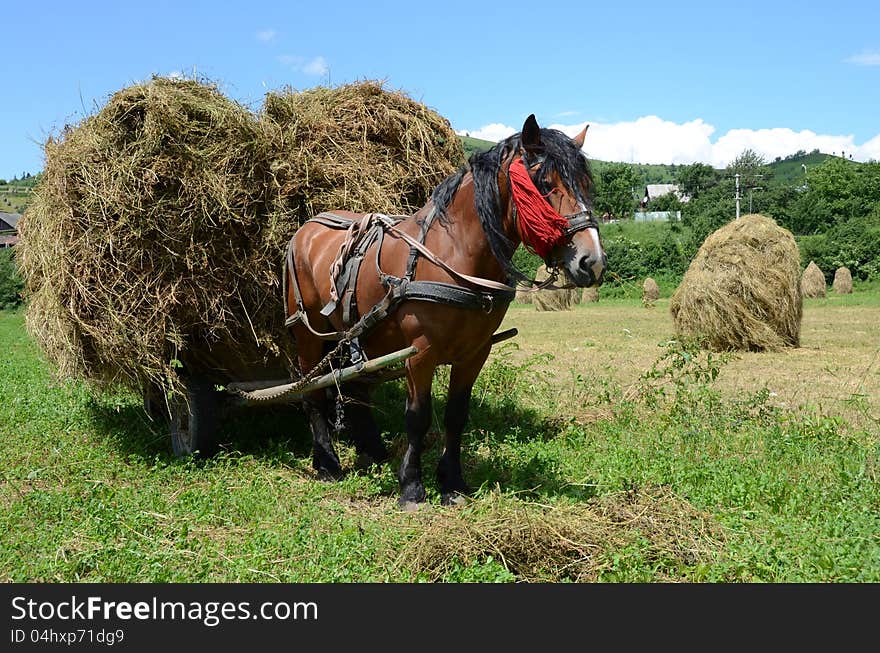 Horse staying on autumnal hill with haycock. Horse staying on autumnal hill with haycock