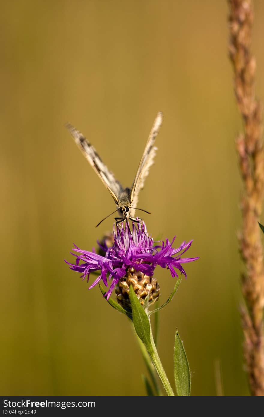 Front view of a butterfly sitting on cornflower. Front view of a butterfly sitting on cornflower