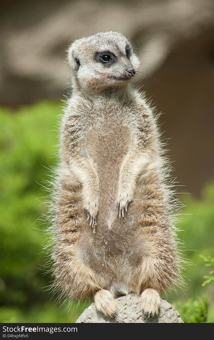 Female Meerkat