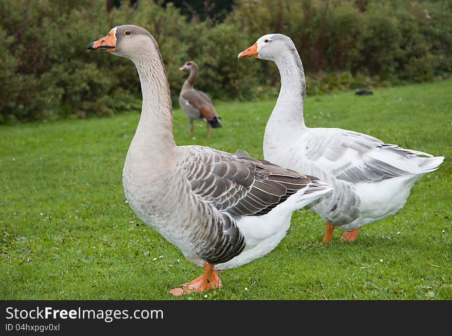 Two geese