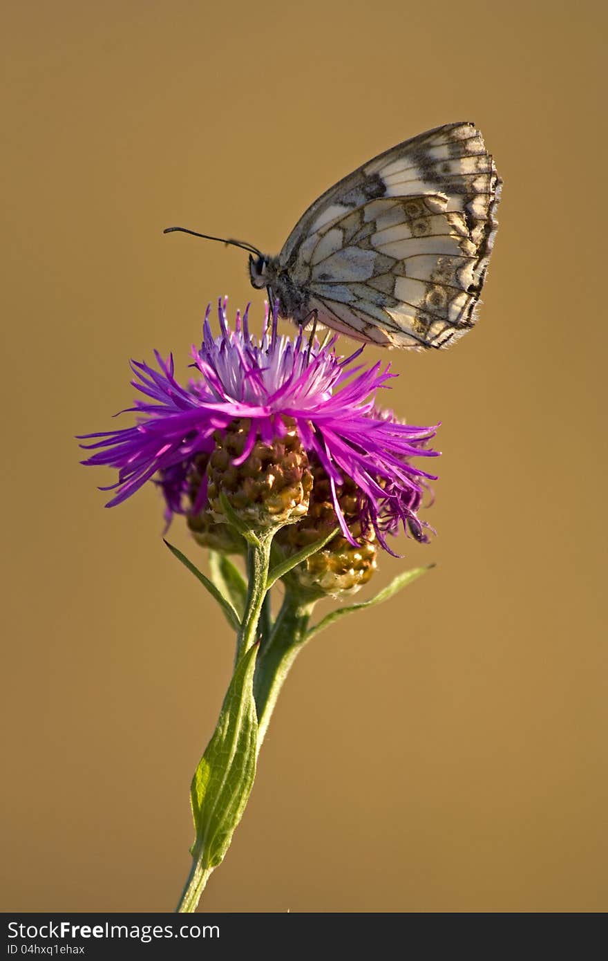 Butterfly sitting on a meadow cornflower, flower with a butterfly on a brown background. Butterfly sitting on a meadow cornflower, flower with a butterfly on a brown background