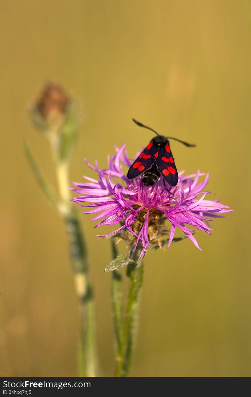 Butterfly on purple flower and beige background. Butterfly on purple flower and beige background