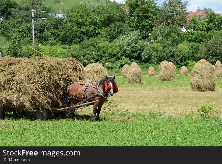 Land autumn hay