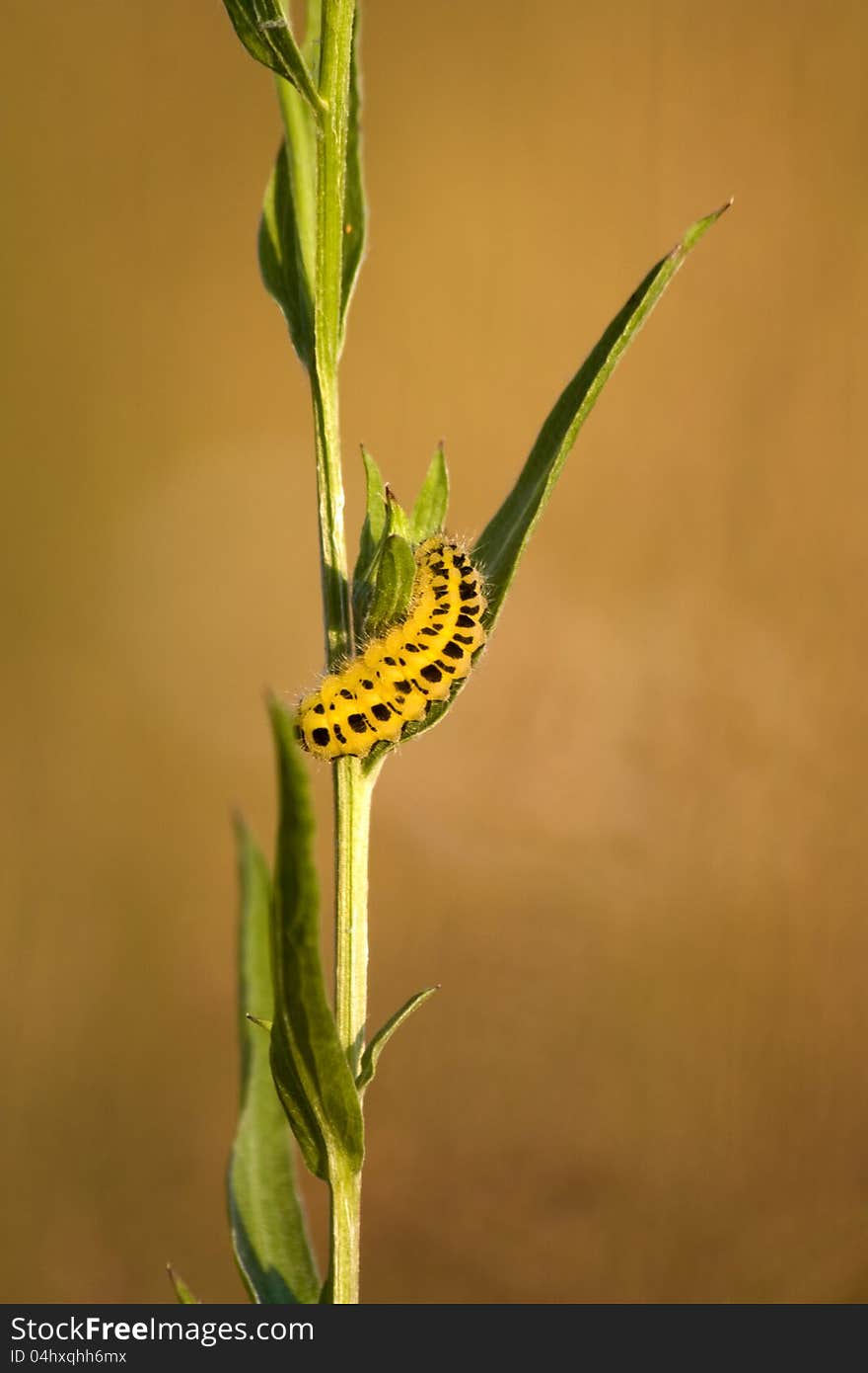 Caterpillar on green leaf with a brown background defocused. Caterpillar on green leaf with a brown background defocused